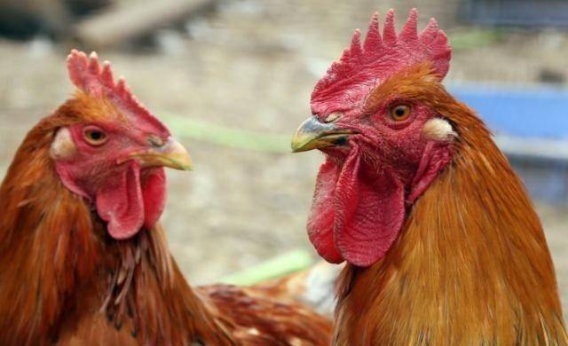 大部分人理解错了,快看看吧_重金属_因为_含量