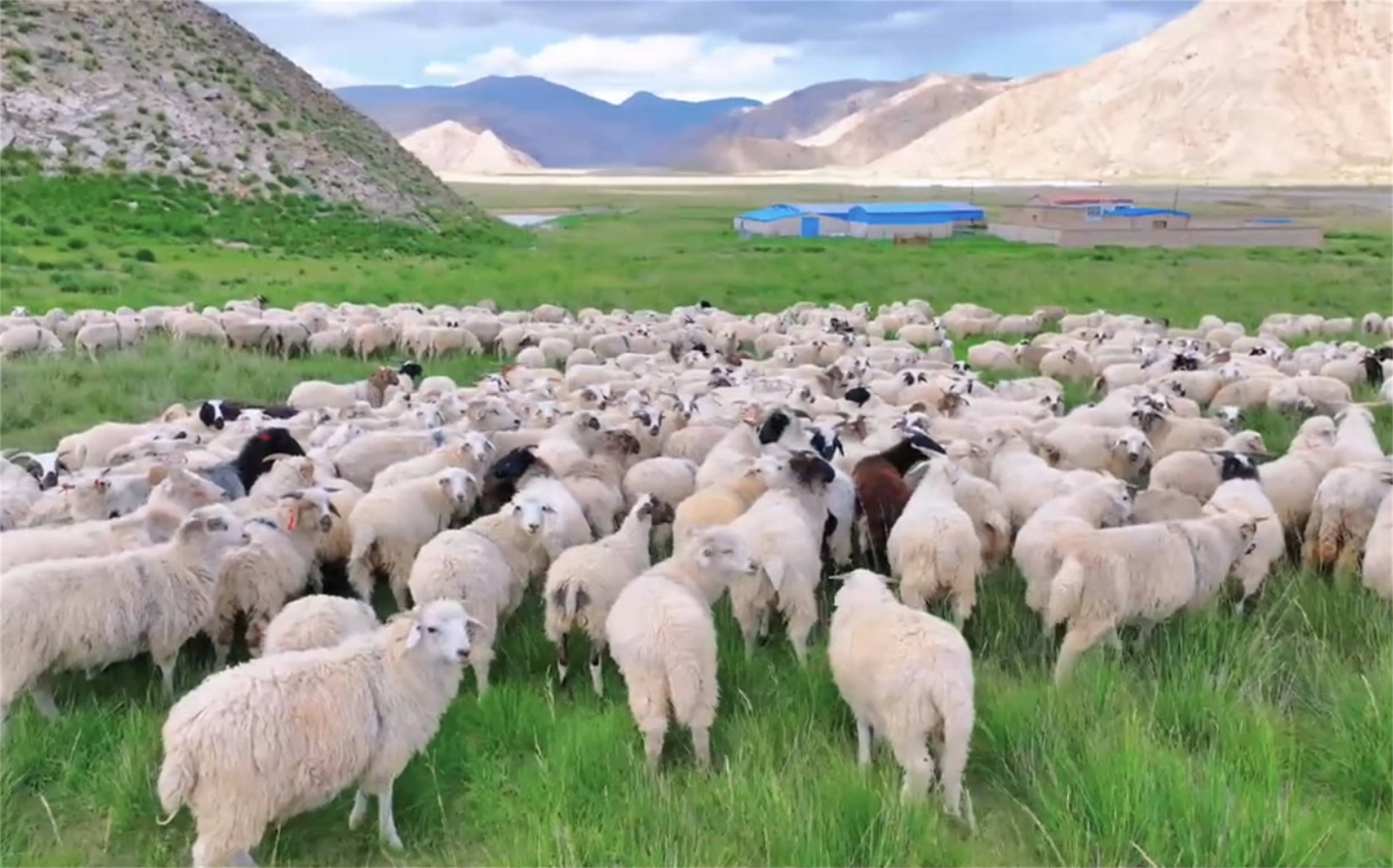 中国羊肉排行榜,北方8种,南方2种,都是鲜嫩不膻的好羊肉_肉质_新疆