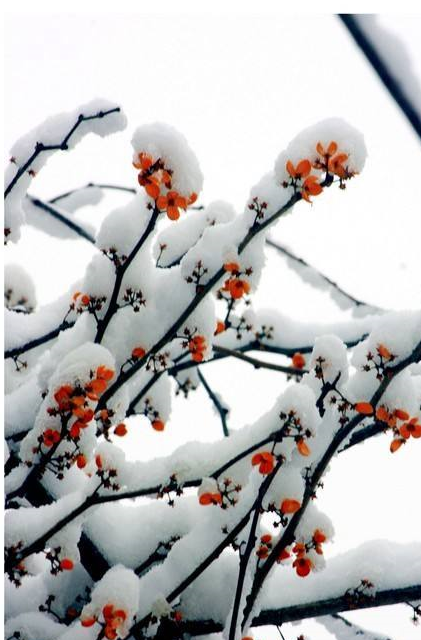 梅雪飞飞图片图片