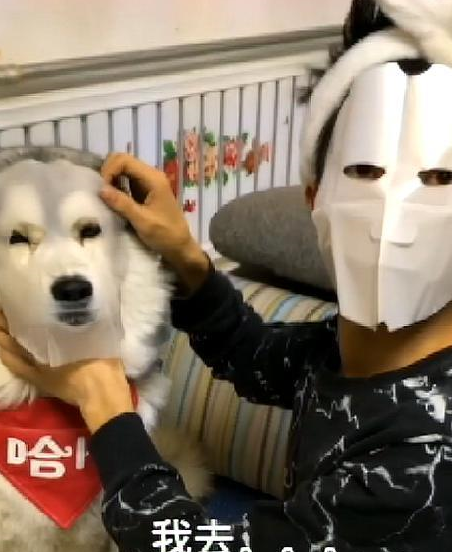 女主的面膜拆开了，看到男主贴在二哈脸上，笑岔气 