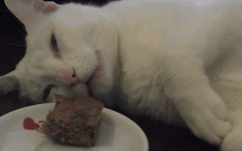 主人看猫睡觉吧唧嘴，偷偷把肉放到它面前，猫咪一睁眼的表情亮了 