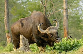 在這個動物世界中每種動物都有它自己的敵人,印度野牛的敵人就是