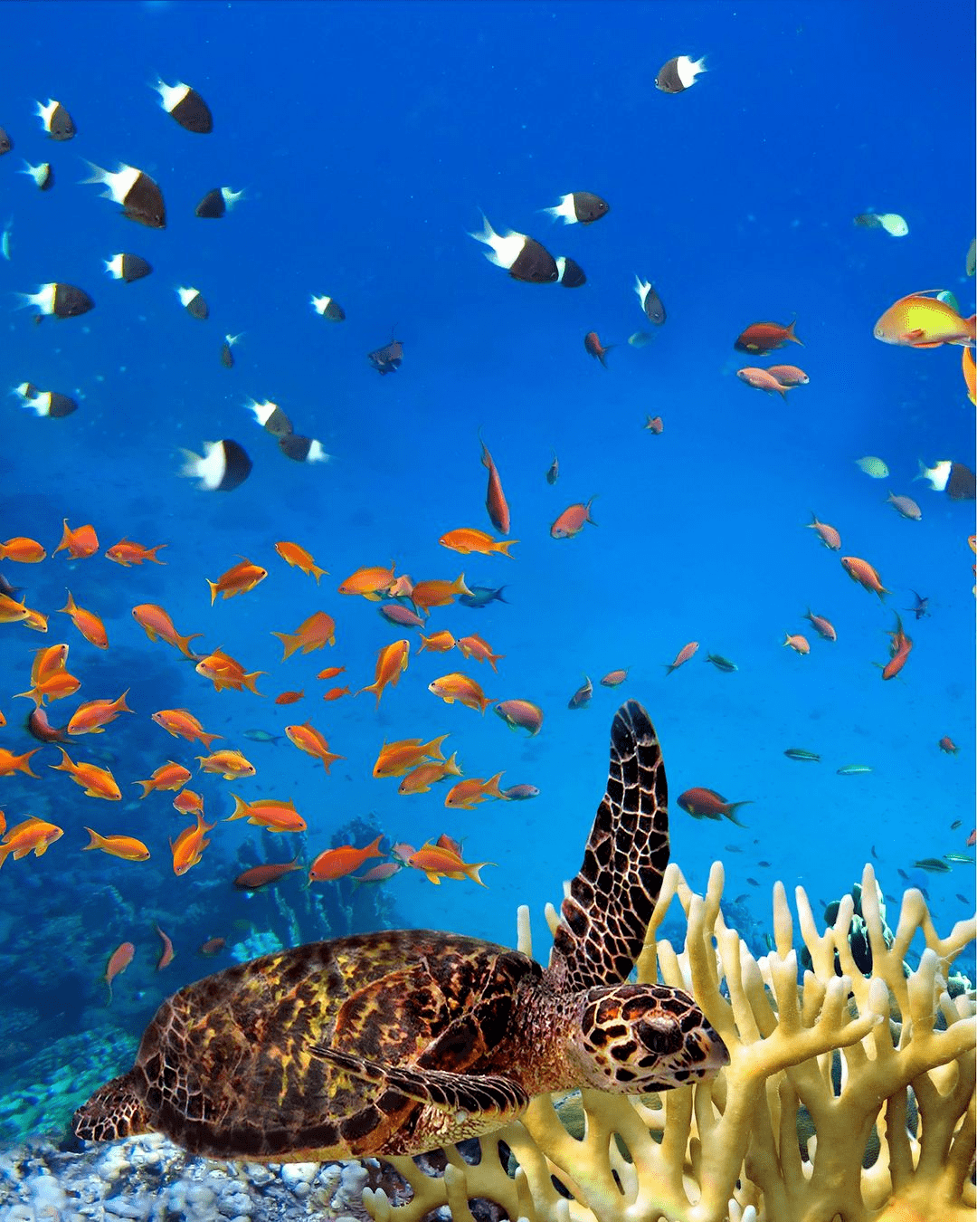 而苏梅岛最火的两个岛屿就是龟岛跟南园岛啦.