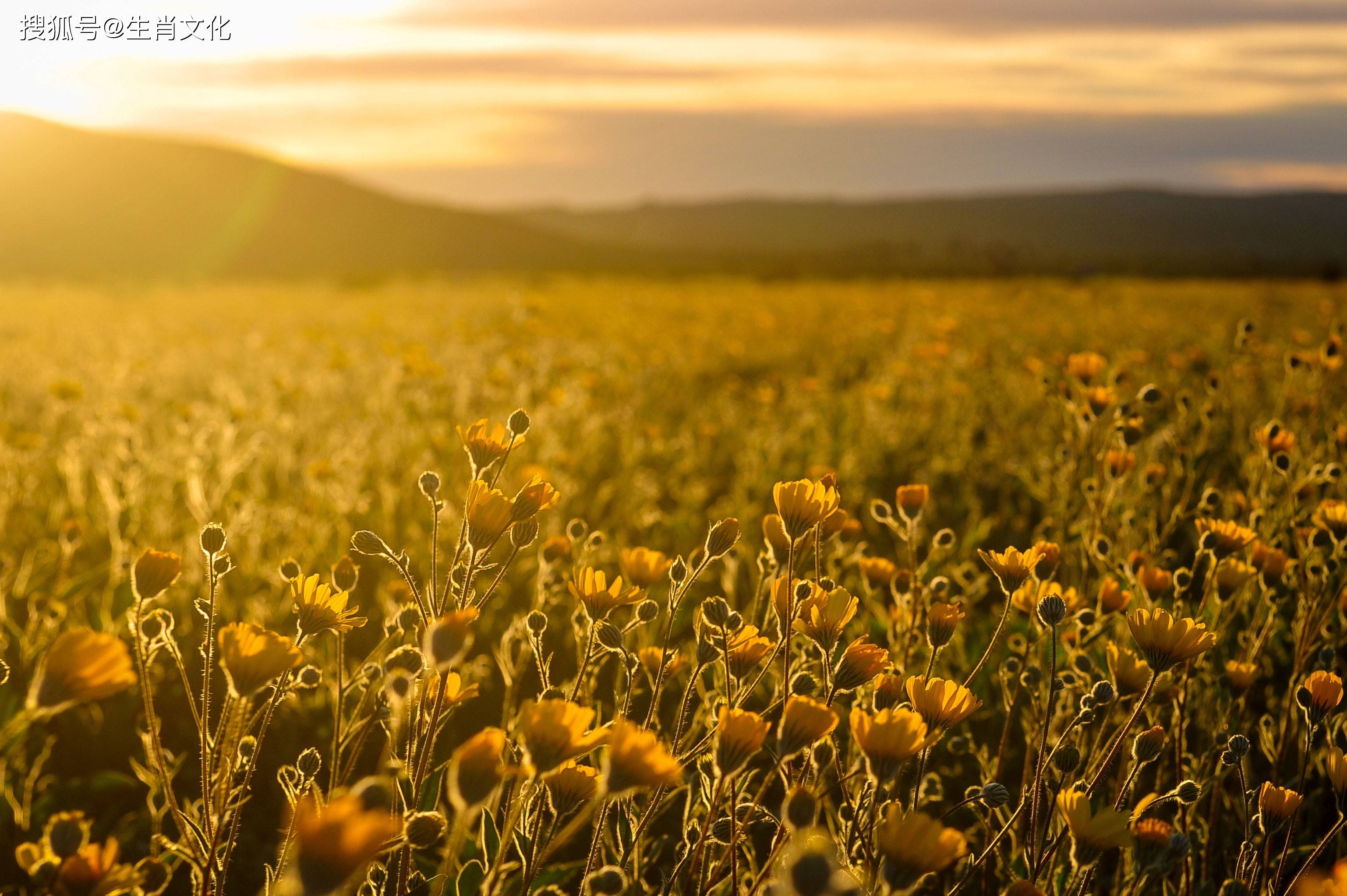 运势走势利好,多吉事财帛,他们的事业运也更为旺盛,犹如寒冬里的阳光