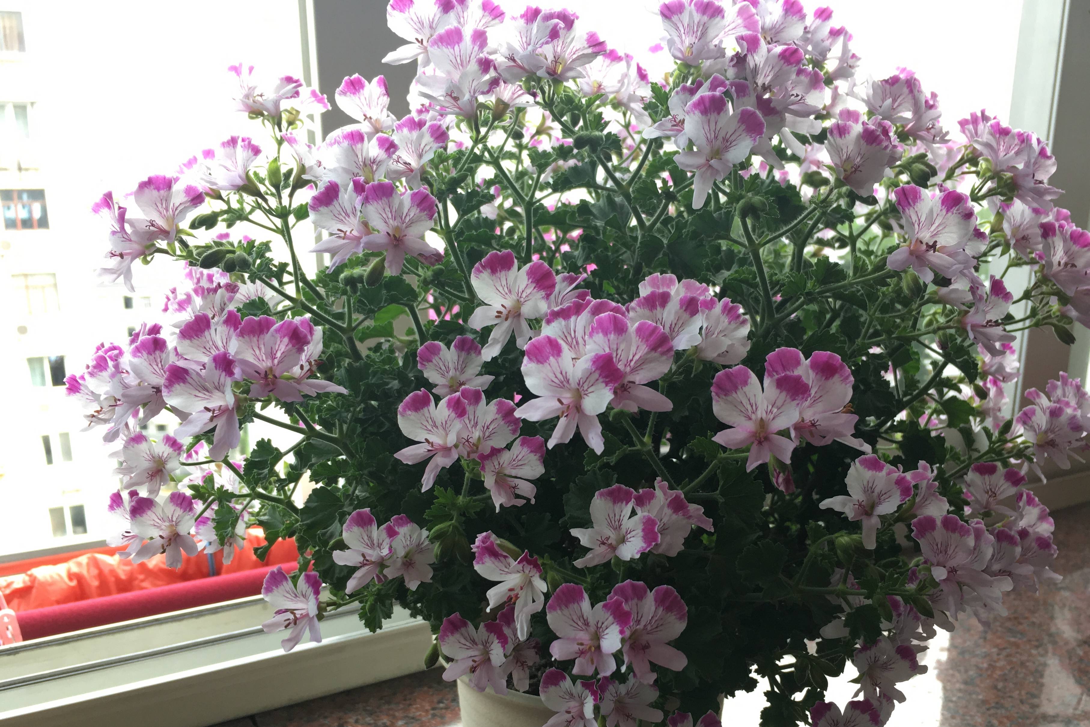 秋天最美的花,花形像绣球,花色绚丽,一年多次开花,值得拥有_天竺葵