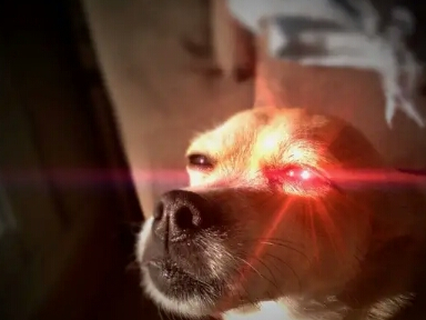 亮瞎我的钛合金狗眼,为什么狗的眼睛会"发光",人却不行_人类_能力