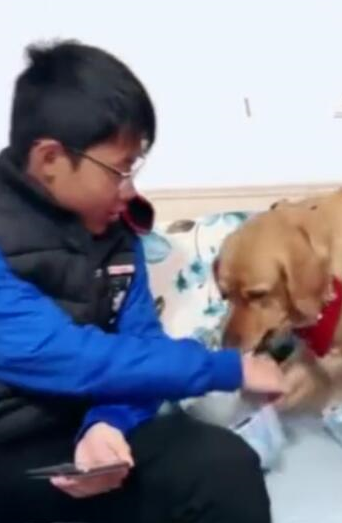 养金毛之后，孩子想玩手机，金毛比老师家长管的还严，监督读书 