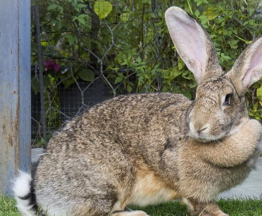 巨型花明兔多少钱一只图片