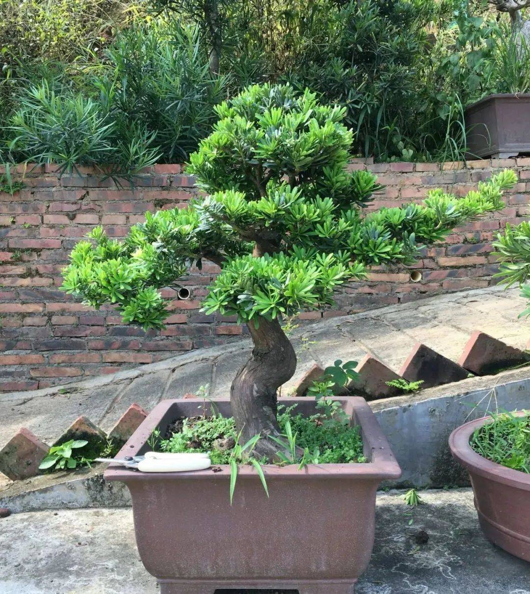 【造花园】一棵松,便成景——花园里的罗汉松_造型_树体_修剪