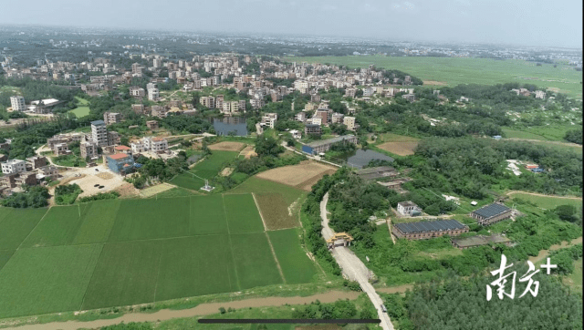 吴川樟铺"三浪鸡"助力"百千万工程"_樟铺镇_产业_发展