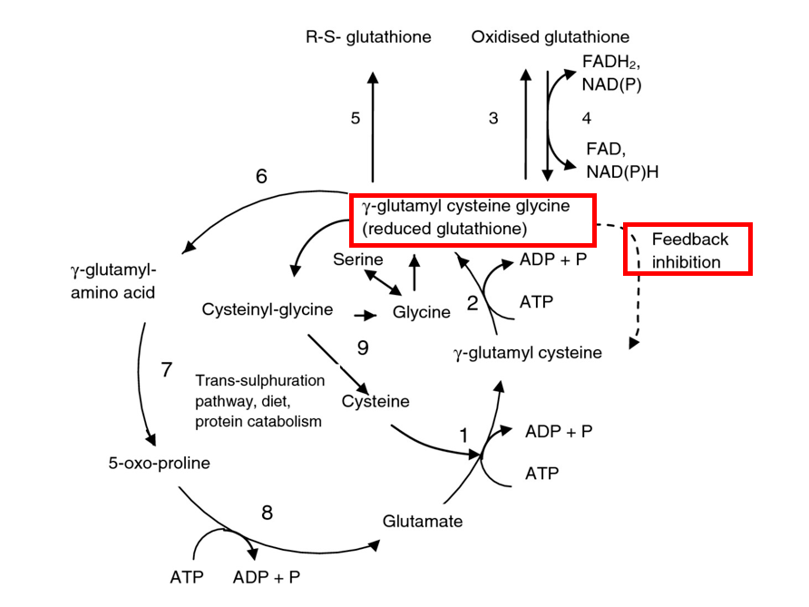 abd活性因子降低癌细胞中gsh美源康富abd活性因子富含