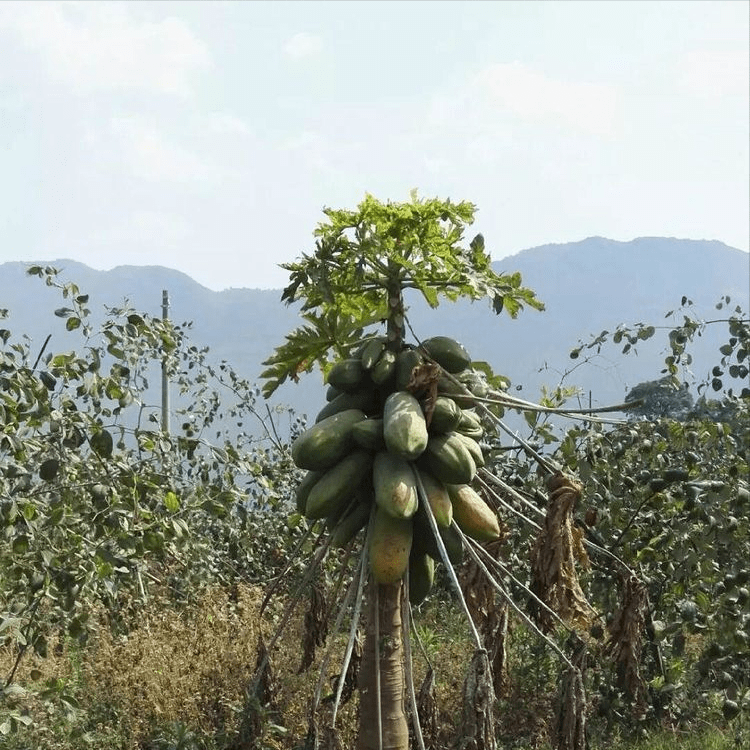 怒江明珠潞江坝