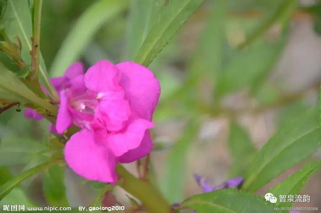 郭進拴|指甲花的記憶_鳳仙花_地方_母親