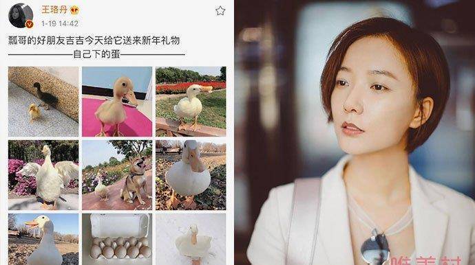 王珞丹发寻鸭启事 最新进展曝光人找到但鸭不在了_吉吉_宠物_鸭子