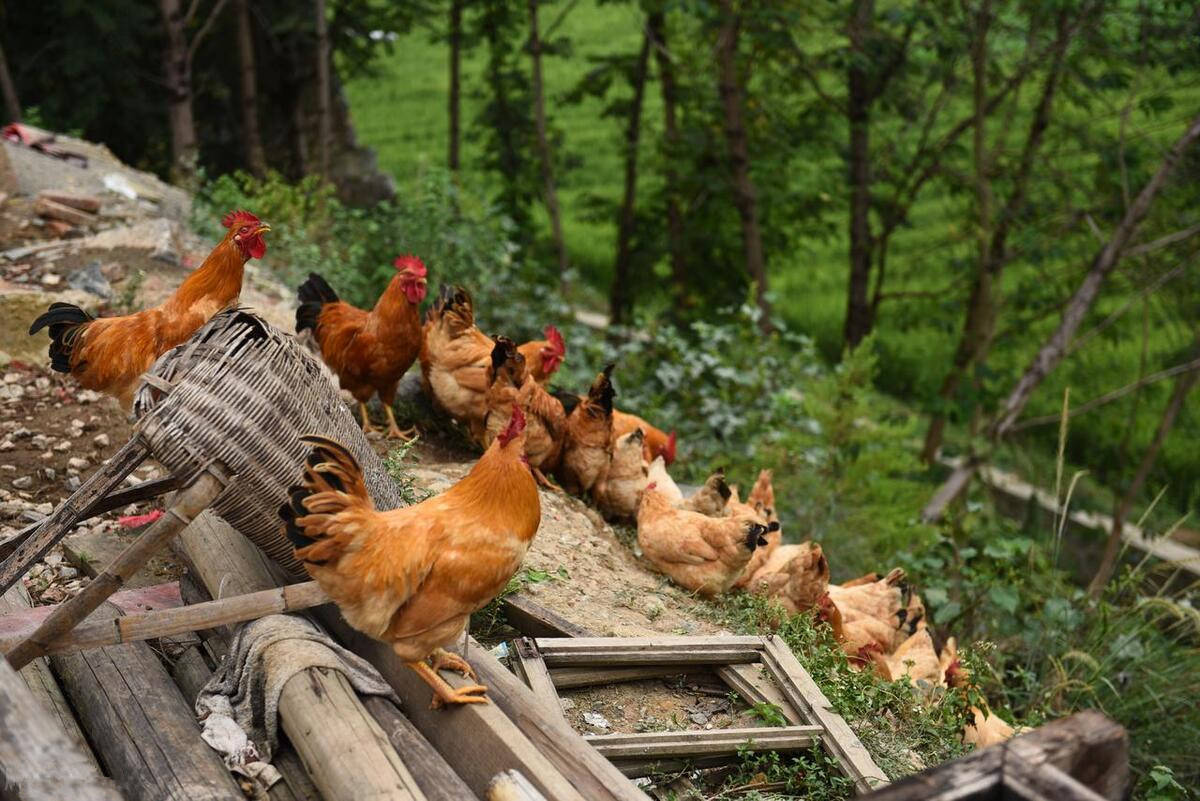 不只是因為價格貴_養殖_肉雞_品種