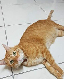 萌喵崩坏！橘猫「打喷嚏瞬间」撞脸柯P 网友笑喷：柯市长好