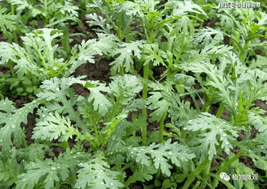 茼蒿_野菜_植物