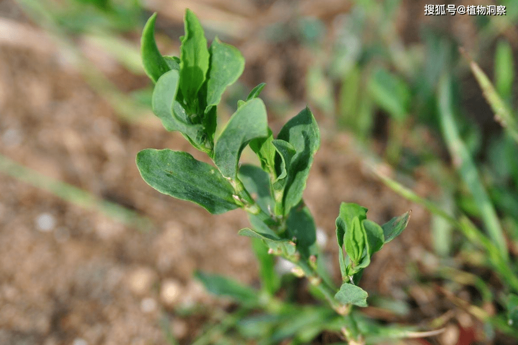 植物_農村_野菜