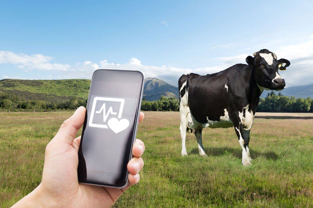 数字化智慧畜牧:科技力量赋能畜牧业的革命性变革_养殖_管理_技术手段