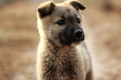 這幾個優點足以秒殺其他犬種!_主人_性格_都會