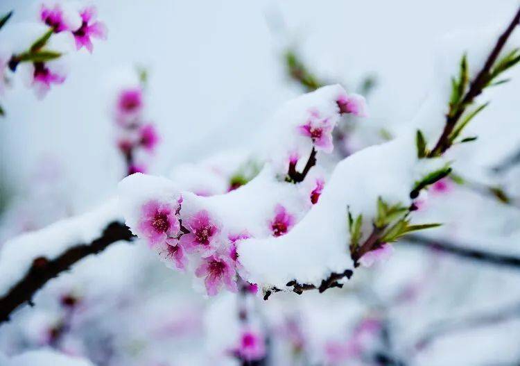 孩子們在雪中歡呼雀躍,大人們也在忙著做雪球,拍照片,這一刻,冬天是