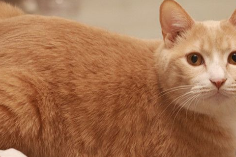 猫咪带回家的老鼠，竟然是出于对主人的关心？这份爱太深沉 