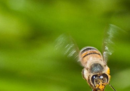 冬季蜜蜂是不是会婚飞,主要看3个条件,搞懂了就不用担心了_蜂王_进行
