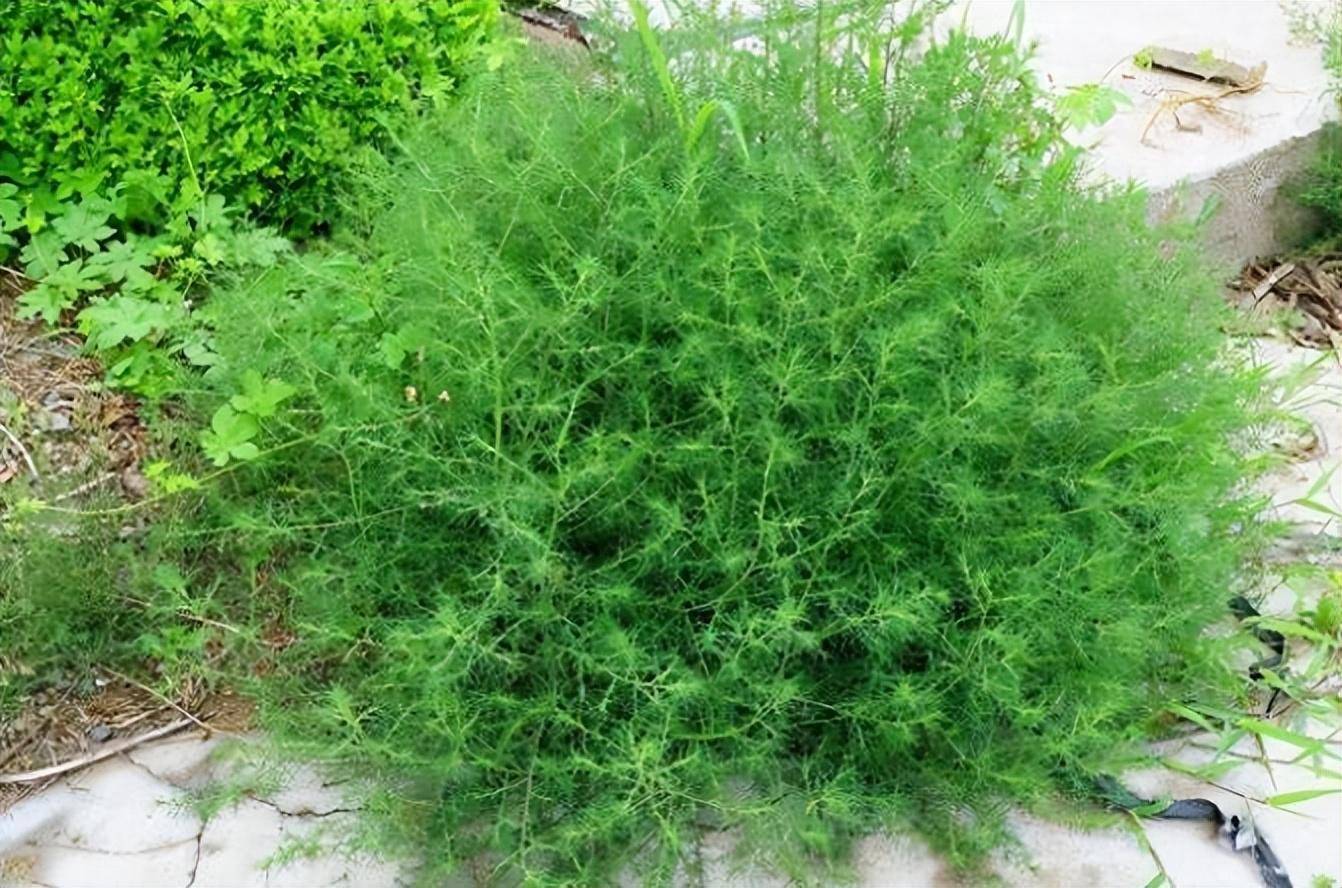风滚草令美国人害怕，淹没房屋入侵公路，为何在我国认了怂？(图7)