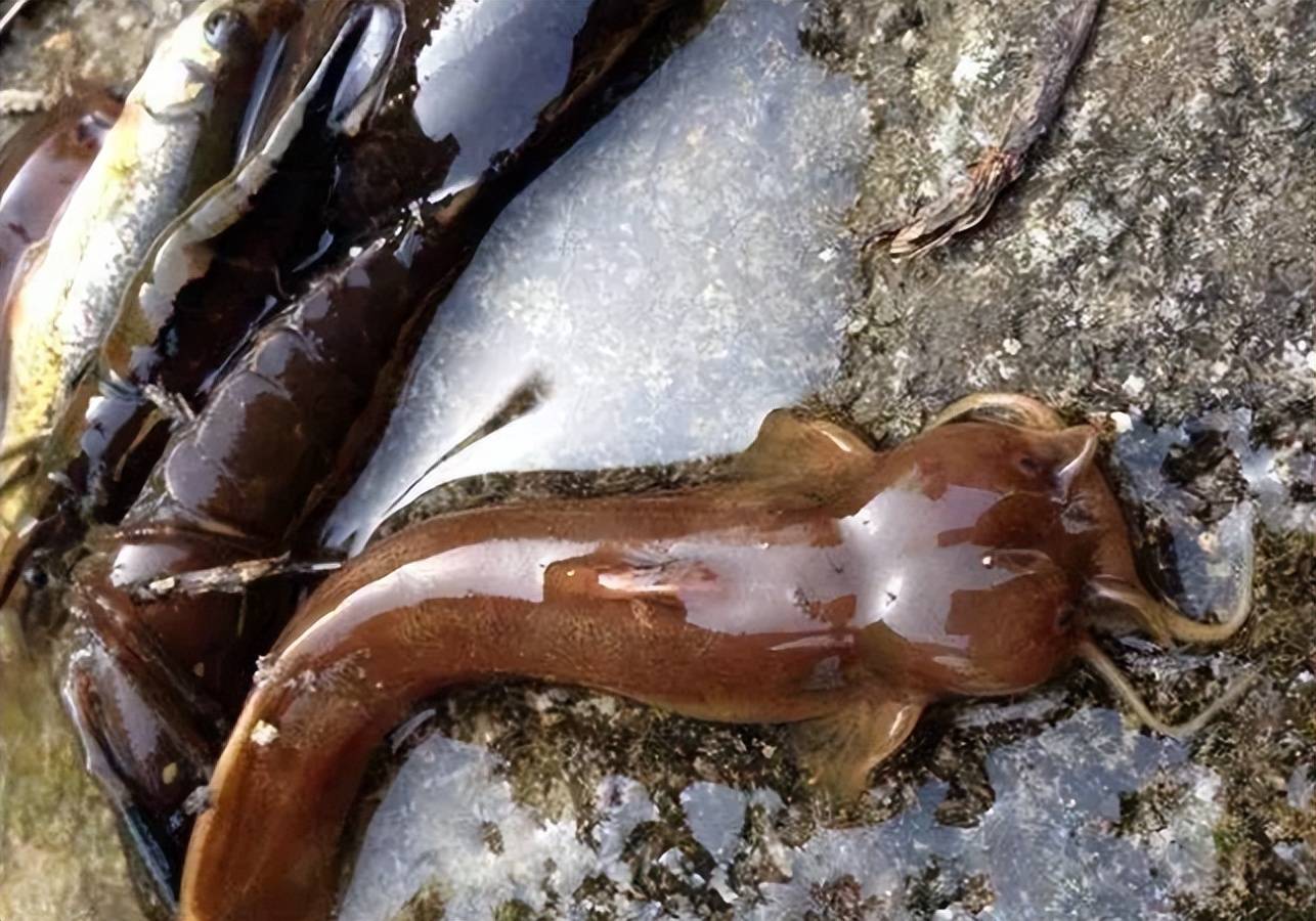 痛彻心扉的"水蜂子":为何有人愿花高价购买这种陌生生物?