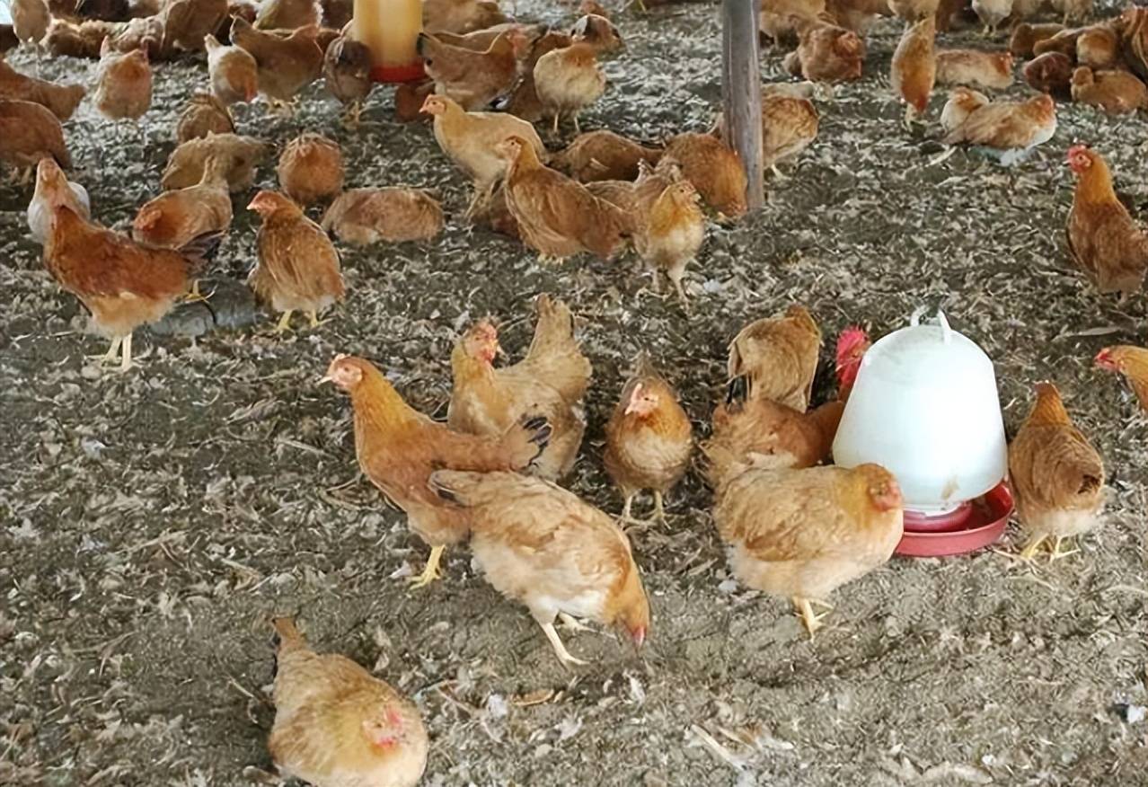 鸡拉绿色粪便怎么办?这里有最全讲解_白色_治疗_疾病