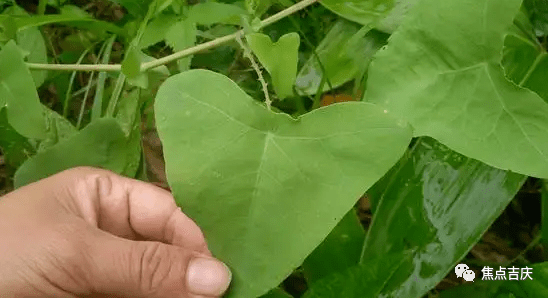 猫爪刺花期图片