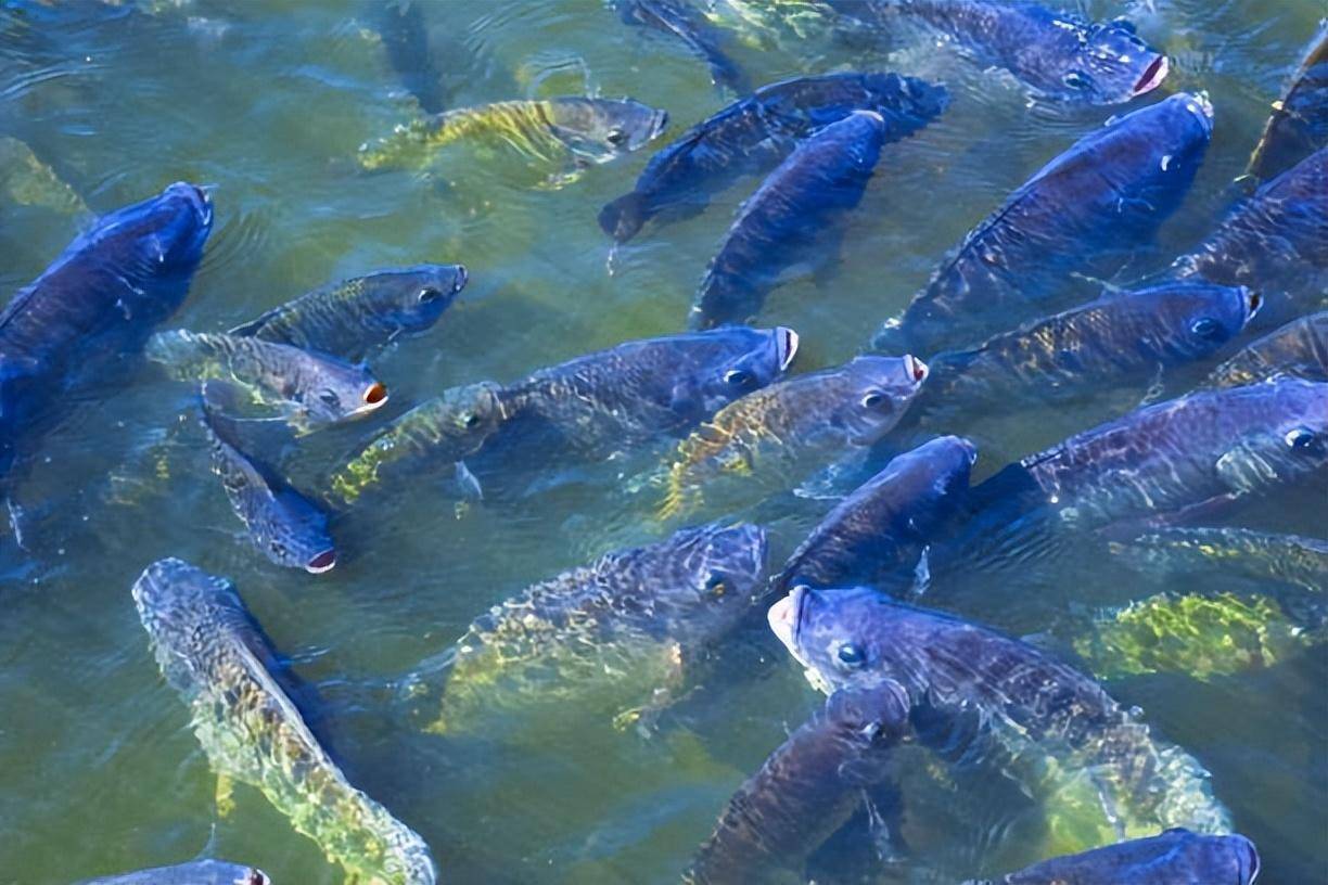 分分鐘啃光一條魚!_小魚_土耳其_足療