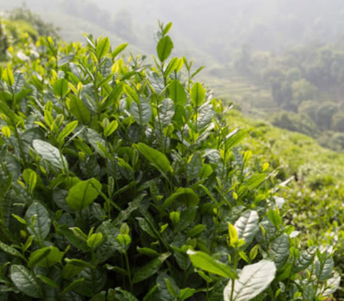 茶也不能亂喝,要是愛抽菸就應該多喝這種茶,可惜知道的人不多_茶葉