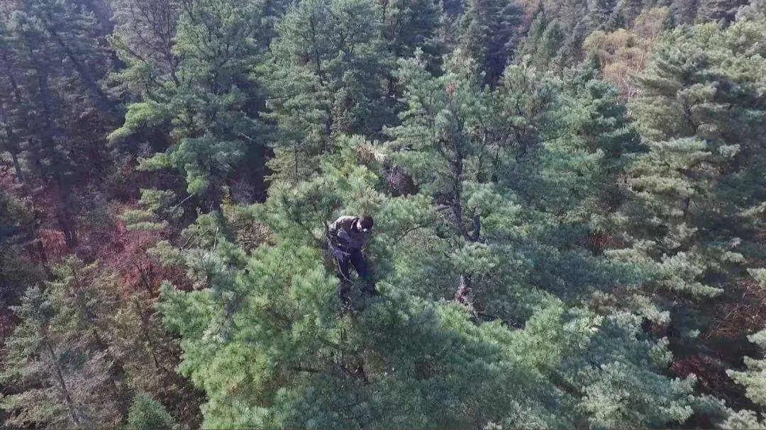 站在30多米高空的打塔人图源/北京发现纪实传媒纪录片素材库松塔运