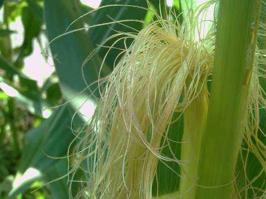 玉米上的小胡须,30年前拿来熏蚊子,还是一味治"三高"良药_时候_须也