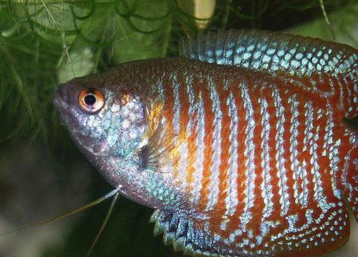 不同呢,其实这有什么好奇怪的呢,真正的原因就只是水质水温那么简单吗