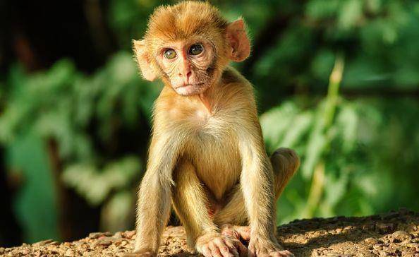 生肖猴要注意,你的靠山来了,来看看你的贵人是谁_猴子_生活_命运