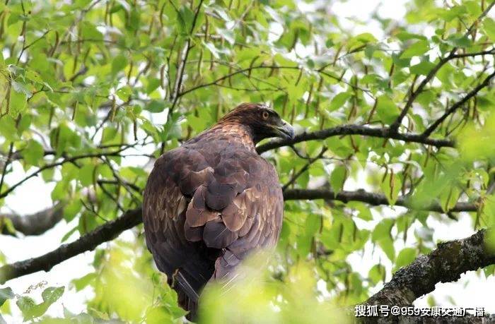 金雕三尾褐鳳蝶來源:國家林業和草原局,化龍山國家級自然保護區編輯