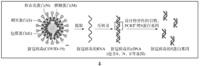 諾獎背後:新冠中大放異彩的mrna疫苗,與它的