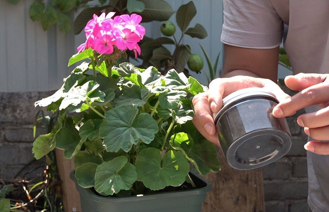 天竺葵养护必知的新手技巧_土壤_繁殖_养殖