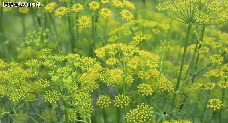 棉花間作套種栽培技術_種植_油菜_西瓜