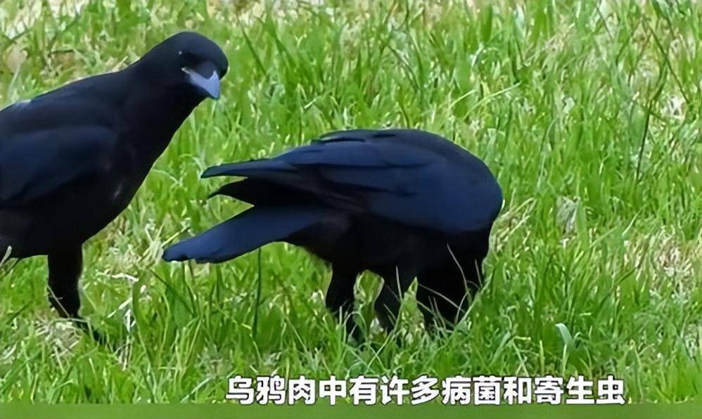 日本人的生食菜单有多广？为什么连乌鸦都不放过？原因让人信服！(图1)