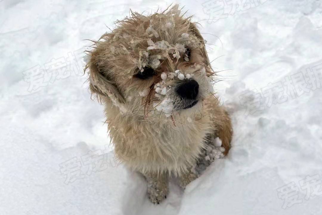 身体被大雪掩埋的流浪狗,快要被冻僵前,遇到了改变它命运的人_狗狗