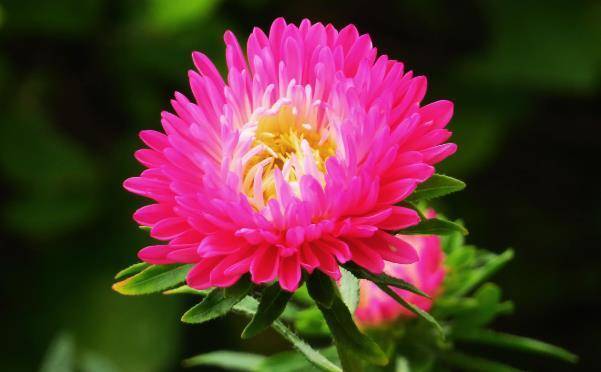 翠菊的花语是"默默守护的爱情"和"坚定不移的信念".