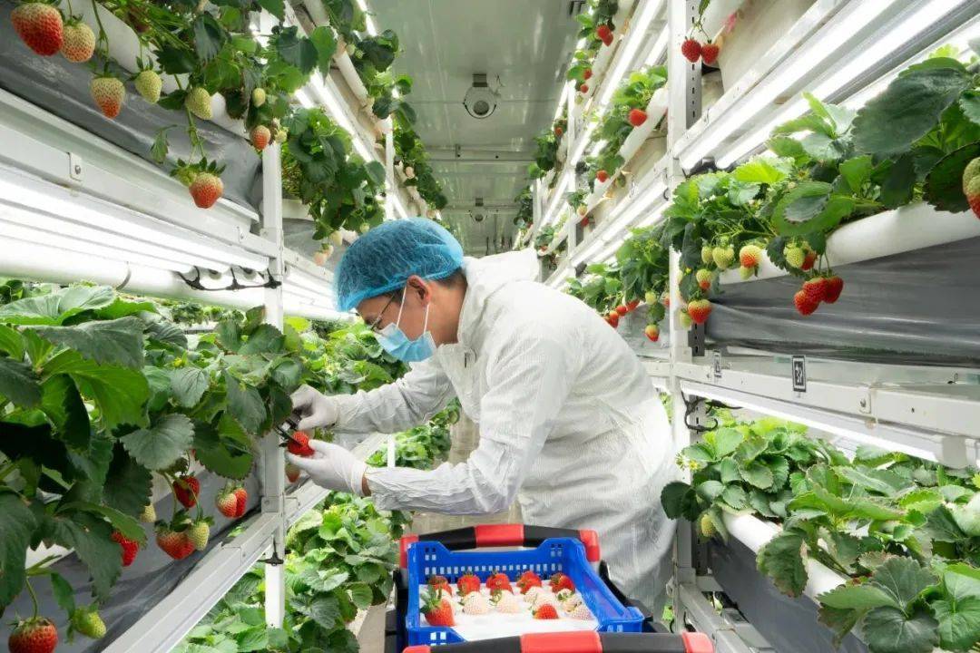 杭州草莓首次出口,源自四维生态数智草莓植物工厂_市场_国际_企业