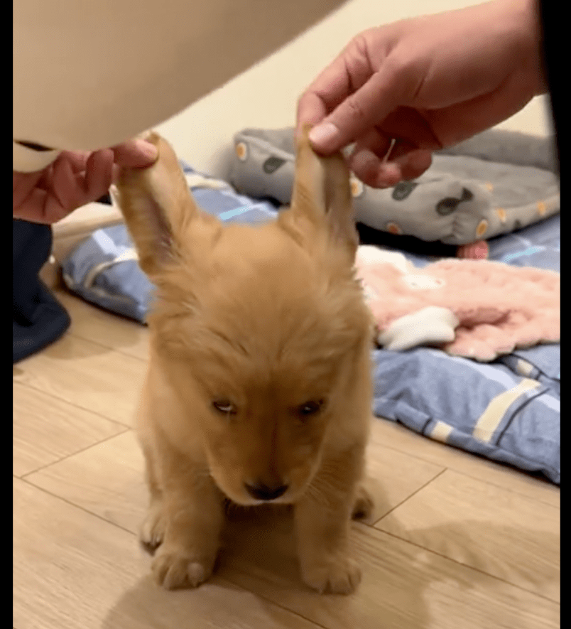 选购金毛时它表现最活泼最亲人,带回家却发现是装出来的犟驴,被骗了啊! 选购金毛时它表现最活泼最亲人,带回家却发现是装出来的犟驴,被骗了啊!