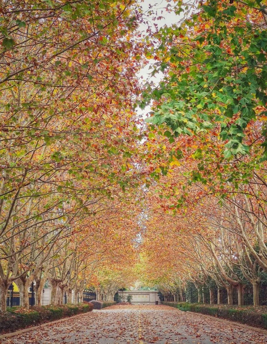 上海莘庄黎安公园城市中安逸的美景_娱乐_市民_宁静