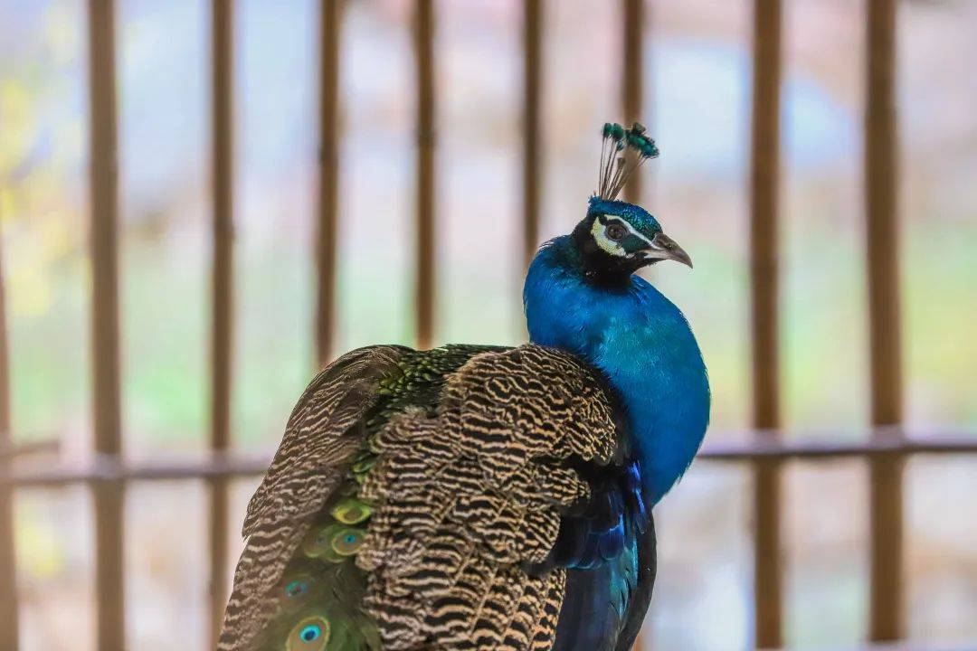 叠瀑布金鸡谷瀑布登幽步道依剑峰夏日炎炎一起感受重渡沟21℃的夏天吧