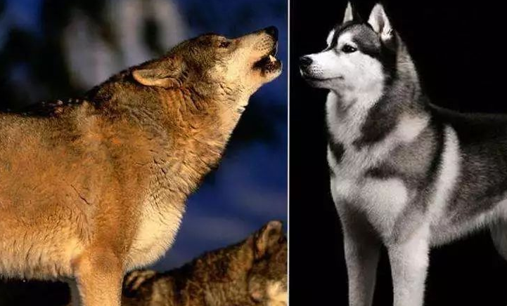 狼和哈士奇一起养会怎么样?铲屎官们了解吗!_主人_运动_品种