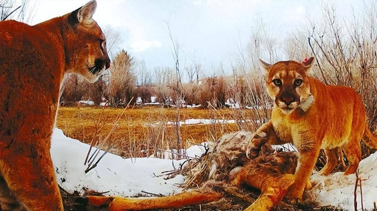 西安一野生大熊猫被一个人就吓跑了，为什么多数动物胆子都很小？(图8)